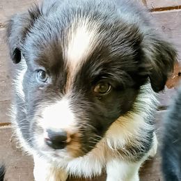 Boy 1 - Black & white male Australian Shepherd puppy in Woodbridge, Connecticut from Somewhere in Thyme Aussies