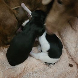 Andy - Piebald male Dachshund puppy in Strong, Arkansas from Dachshunds R Us