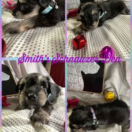 Cocker Spaniel and Miniature Schnauzer Puppies from Smith’s Schnauzer Den