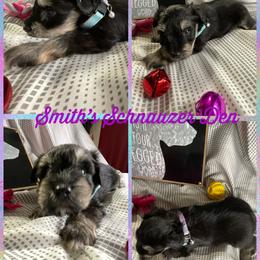 Cocker Spaniel and Miniature Schnauzer Puppies from Smith’s Schnauzer Den