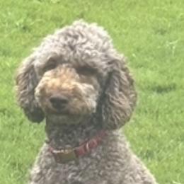 Mollie - Goldendoodle