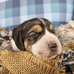 Tri color male 2 - Black tan and white male Beagle puppy in Spring Branch, Texas from Lost Trail Kennels
