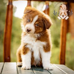 Gimli - Red tri-color male Australian Shepherd puppy in Buena Vista, Colorado from Wigglebutts Unlimited