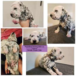 LouLou - White and black Dalmatian puppy in Anderson, South Carolina from Raven River Ranch