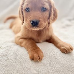 Companion Cross Puppies from Happy Tails Mini Goldens