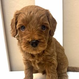 Bernedoodle, Cavapoo, Cockapoo, and Goldendoodle Puppies from Cactus Doods
