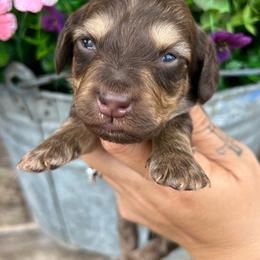 Girl one - Chocolate and cream female Dachshund puppy in Payette, Idaho from NT Mini Doxies