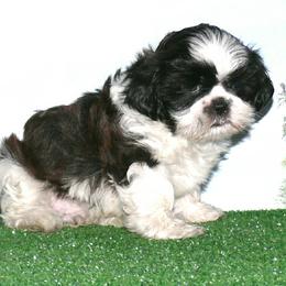 Boy 2 - male Shih Tzu puppy in Wild Rose, Wisconsin from Sorenson's Shih-tzus