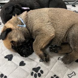 Dutch Shepherd Puppies from Stone Age K9