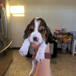 Boy 9 - Black and white male Basset Hound puppy in Las Animas, Colorado from J&D Dachsies