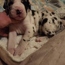 Red Male - Harlequin male Great Dane puppy in Gig Harbor, Washington from Lakaya Danes