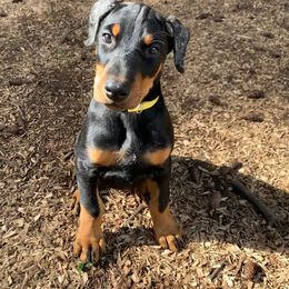 Doberman Pinscher Puppies from Spellbound Doberman Pinschers