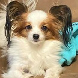 Audrey - Papillon
