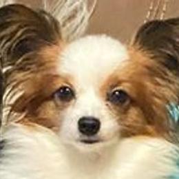 Audrey - Papillon