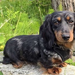 DIXIE - AKC BREEDING FEMALE - Dapple female Dachshund puppy in Albany, New York from Out in the BoonDachs