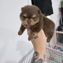 Pugsley - Chocolate and tan male Pomeranian puppy in Coleman, Oklahoma from Pretty Poms
