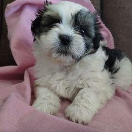 Havanese and Shih Tzu Puppies from Gnomies Furry Friends