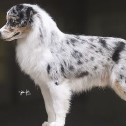 Wink - Miniature American Shepherd
