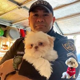 Shih Tzu Puppies from Pup-Tzu WNC