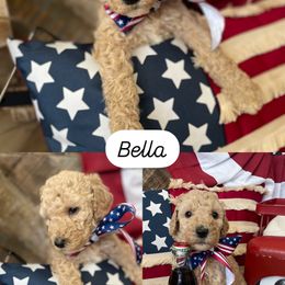 Bella - Parti female Poodle puppy in Calimesa, California from Coriander Farms