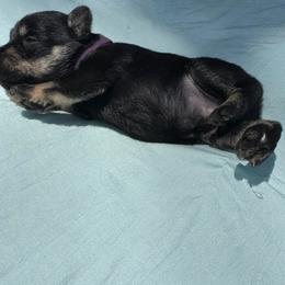 Boy 3 Purple - Black and silver male Miniature Schnauzer puppy in Miami, Florida from AKC Puppies 2 Love