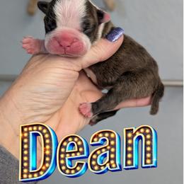 Dean - Brindle and white male Boston Terrier puppy in Oak Hills, California from All American Boston Terriers
