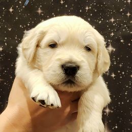 Yoda - Light golden male Golden Retriever puppy in Gahanna, Ohio from Land of Gold - English Golden Retrievers