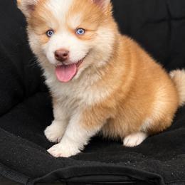 George - Red and white male Pomsky puppy in Winston, Oregon from Arctic Tails Spitz