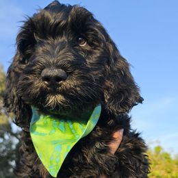 Mr Lime - Bernedoodle puppy from Our Doodle Ranch