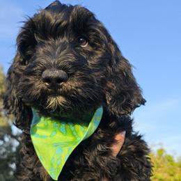 Mr Lime - Bernedoodle puppy from Our Doodle Ranch