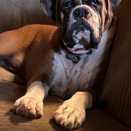 Jolene - Boxer