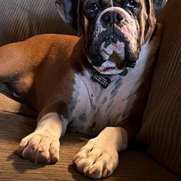 Jolene - Boxer