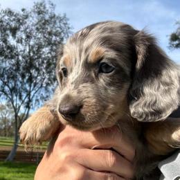 Bobby-AKC - Blue and tan male Dachshund puppy in Gerber, California from Red Dirt Doxies