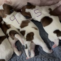 Puppy 5 - White and tan male Russell Terrier puppy in La Puente, California from Jumpin' Jack's Terriers