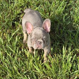 Lars - Liver male French Bulldog puppy in Palm Coast, Florida from Calypso Island French Bulldogs