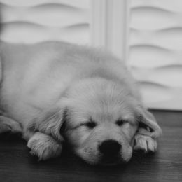 Golden Retriever Puppies from Rosemary Goldens
