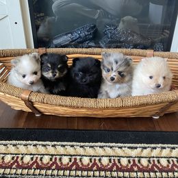 Pomeranian Puppies from Highlander Pomeranians