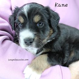 Kane BTM1 - Black tri male Miniature Australian Shepherd puppy in Elgin, Oregon from LongMile Aussies