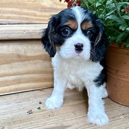 Iris - Tri-color female Cavalier King Charles Spaniel puppy in Dawsonville, Georgia from Ayerloom Cavaliers