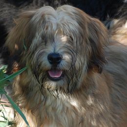 Havanese and Newfoundlands from Bydand Newfoundlands