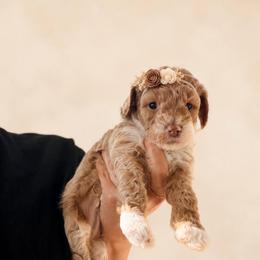 Dixie - Yellow and white female Bernedoodle puppy in Santa Barbara, California from K+C Doodles