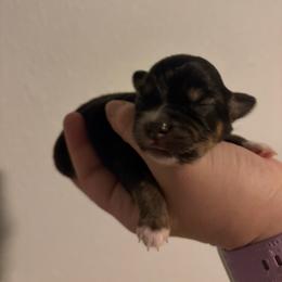 Onyx - Black tri female Miniature Australian Shepherd puppy in Weatherford, Texas from F & T Aussies