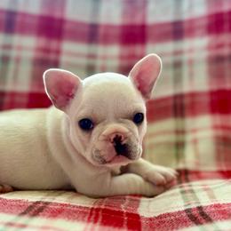 Porky - Cream male French Bulldog puppy in Greeley, Colorado from Mandy Moon French Bulldogs