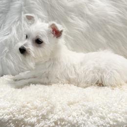 Abby - White female West Highland White Terrier puppy in Bowling Green, Kentucky from Tiffany's Papillons