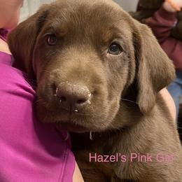 Labrador Retriever Puppies from North Star Retrievers