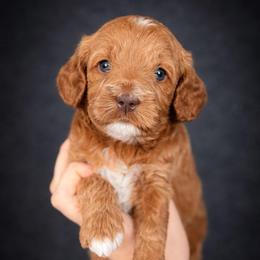 Two - Red  male Goldendoodle puppy in Phoenix, Arizona from Doodles of the Desert
