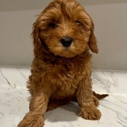 Cavapoo and Whoodle Puppies from Perfect Pawzabilities