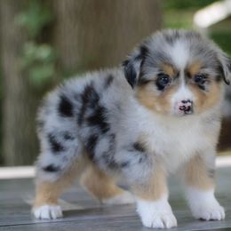 Snow White - Australian Shepherd puppy in Coldwater, Michigan from Northern Star Australian Shepherds