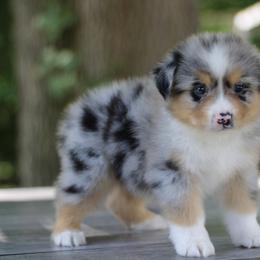 Snow White - Australian Shepherd puppy in Coldwater, Michigan from Northern Star Australian Shepherds