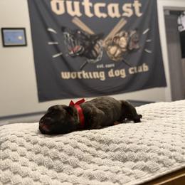 Girl 1 - female Perro de Presa Canario puppy in Raleigh, North Carolina from Kings Court Kennel